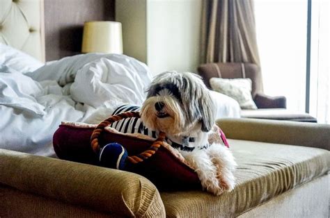 15 BEST MANILA Pet.